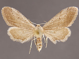 Euacidalia quakerata