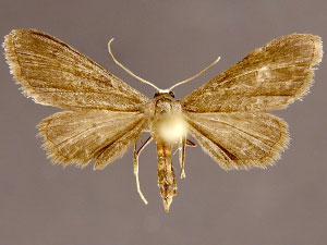 Protoproutia laredoata