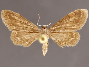 Protoproutia laredoata