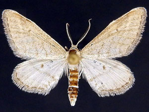 Lobocleta lanceolata