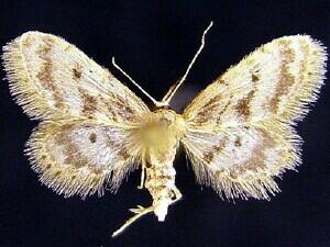 Idaea bonifata