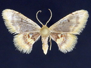 Idaea scintillularia