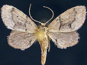 Idaea insulensis