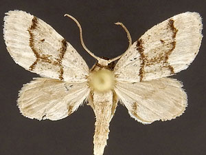 Idaea insulensis