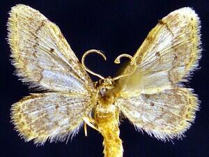 Idaea pervertipennis