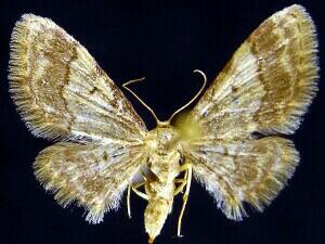 Idaea furciferata