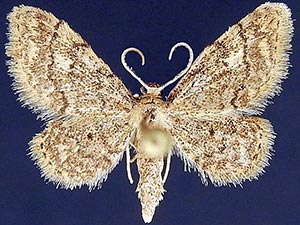 Idaea celtima