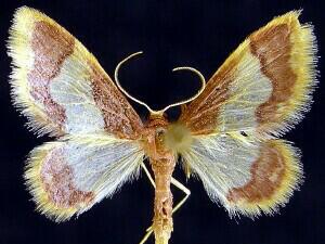 Idaea basinta