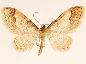 Idaea skinnerata