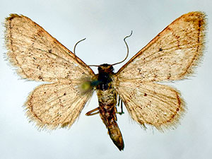 Idaea kendallaria