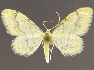 Idaea elizabetharia