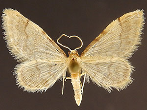 Idaea elizabetharia