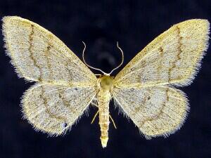 Idaea productata