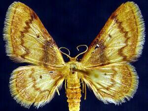 Idaea demissaria