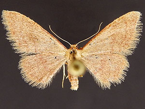 Idaea nr. eremiata