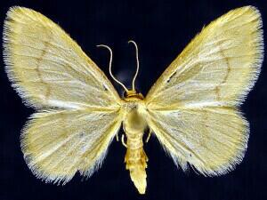 Idaea eremiata