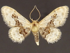 Idaea gemmata