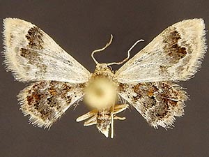 Idaea asceta