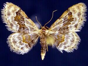 Idaea occidentaria