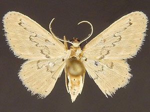 Idaea hilliata