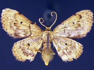 Idaea micropterata