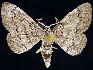 Idaea violacearia