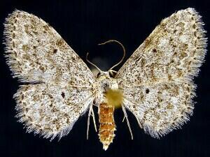 Idaea ostentaria