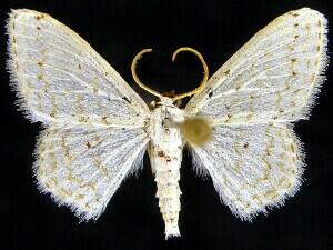 Idaea tacturata