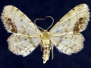 Idaea dimidiata