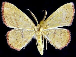 Cyclophora culicaria