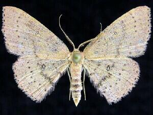 Cyclophora dataria