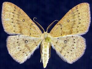 Cyclophora packardi