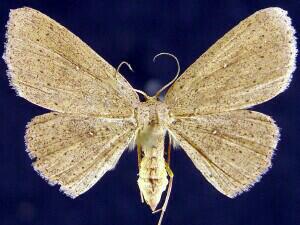 Cyclophora myrtaria