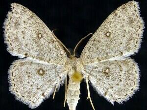 Cyclophora pendulinaria