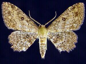 Cyclophora nanaria