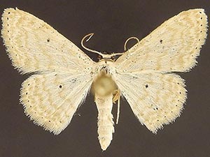 Scopula benitaria