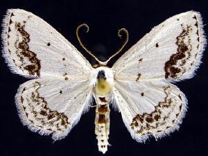 Scopula purata