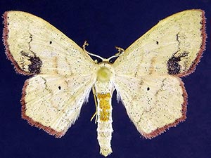 Scopula timandrata