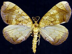 Eulithis gracilineata