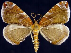 Eulithis molliculata