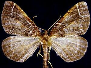 Eulithis flavibrunneata