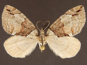 Hydriomena nevadae