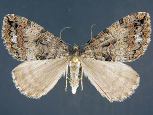 Hydriomena furcata