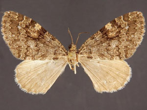 Hydriomena catalinata