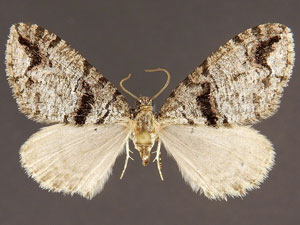 Hydriomena albifasciata