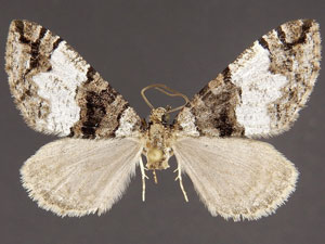 Hydriomena albifasciata