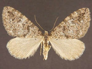 Hydriomena cochiseata