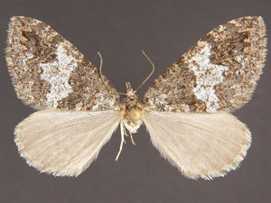 Hydriomena cochiseata