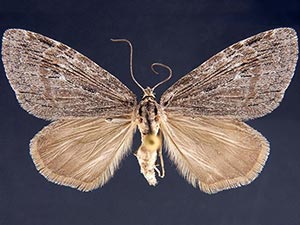 Hydriomena manzanita