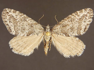 Hydriomena sp.